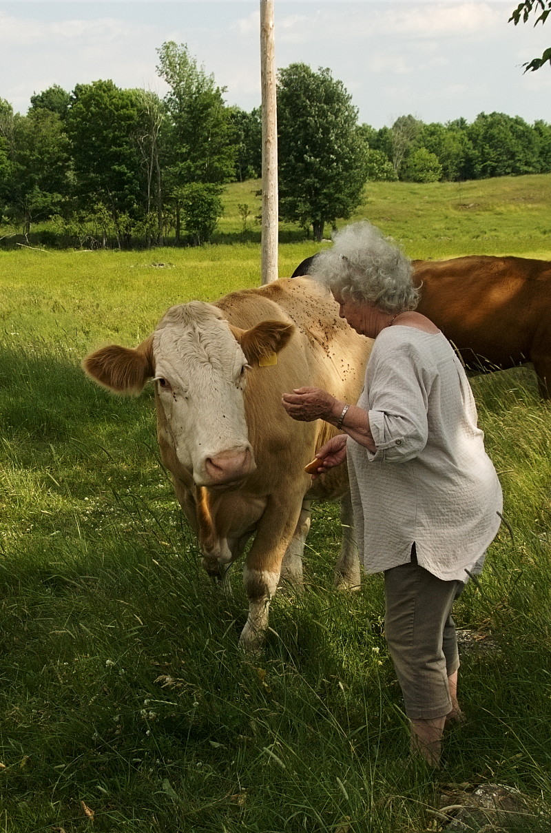 Hedy Muysson with cows in 2014