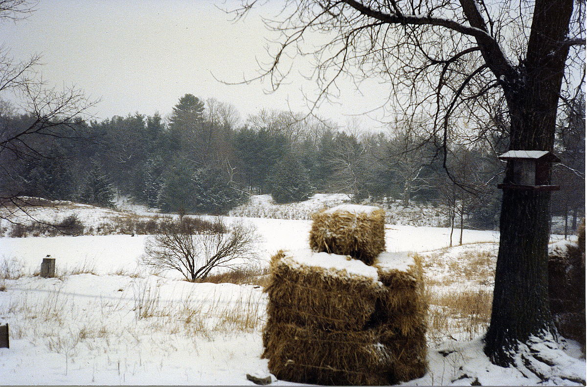 Bee hives protected by straw bales
