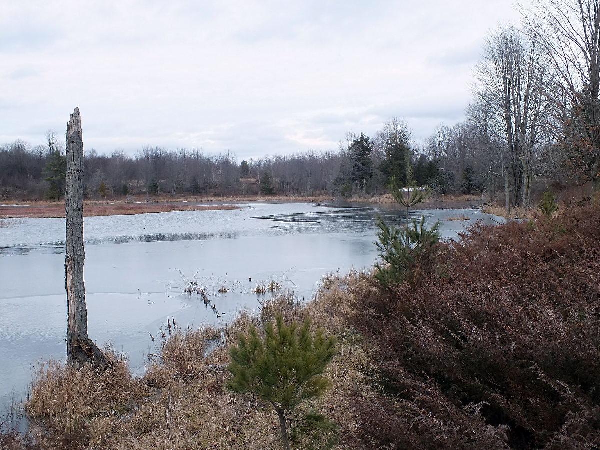 Hedy Muysson's frozen pond in 2015