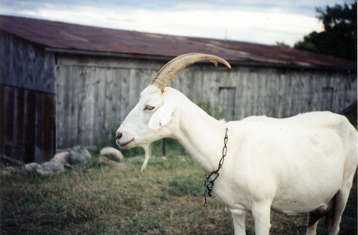 Emma the boss goat