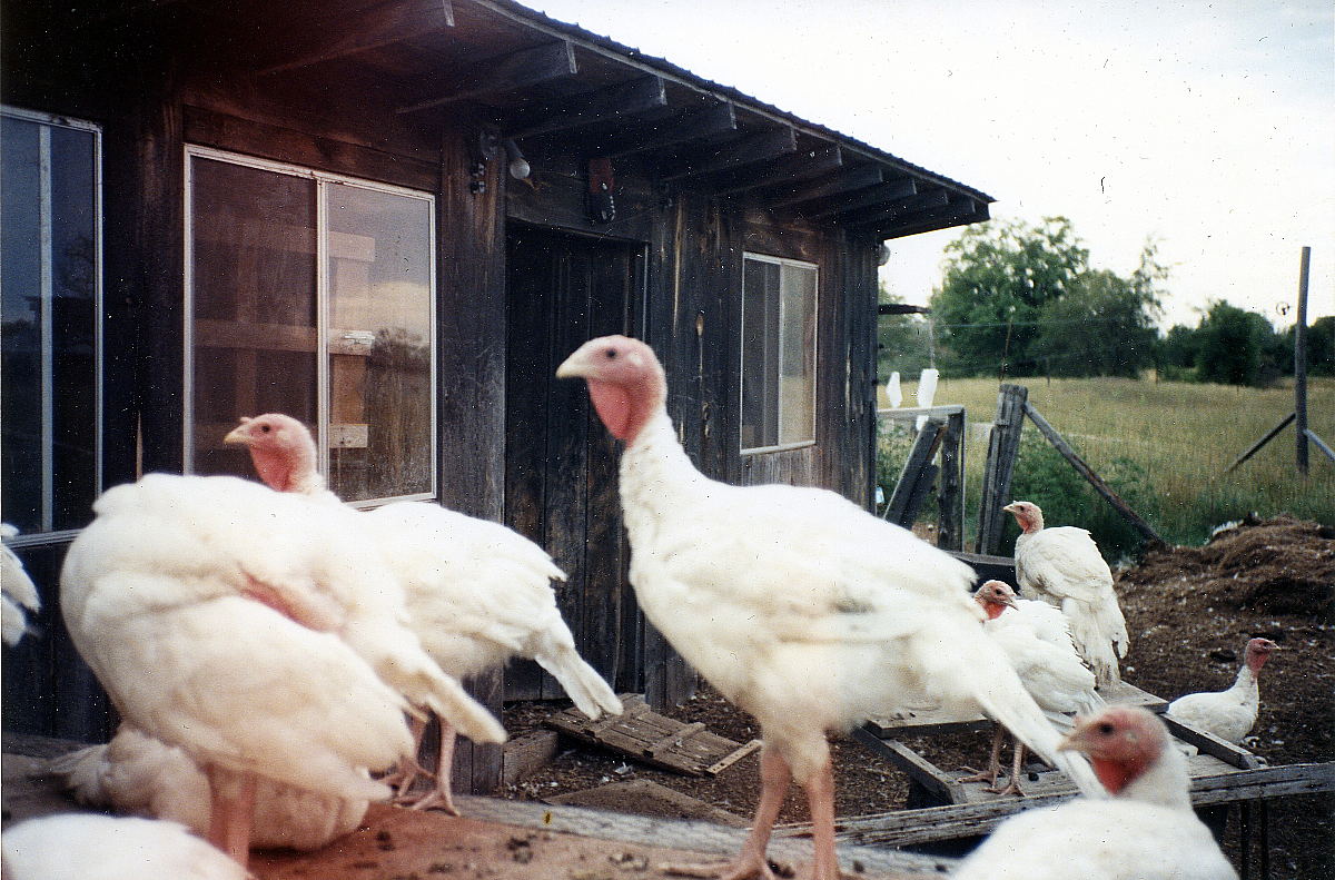Domestic turkeys